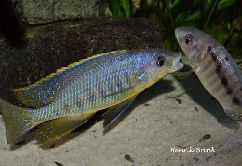 Mylochromis spilostichus 'Makokola Reef'